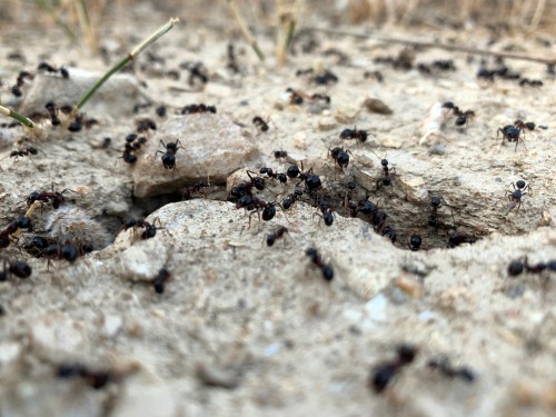 Ants - ants in your local area