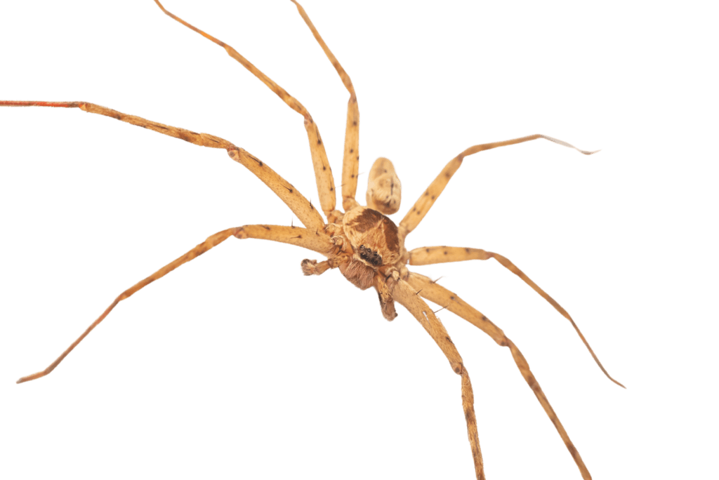 Spiders - spiders and pests